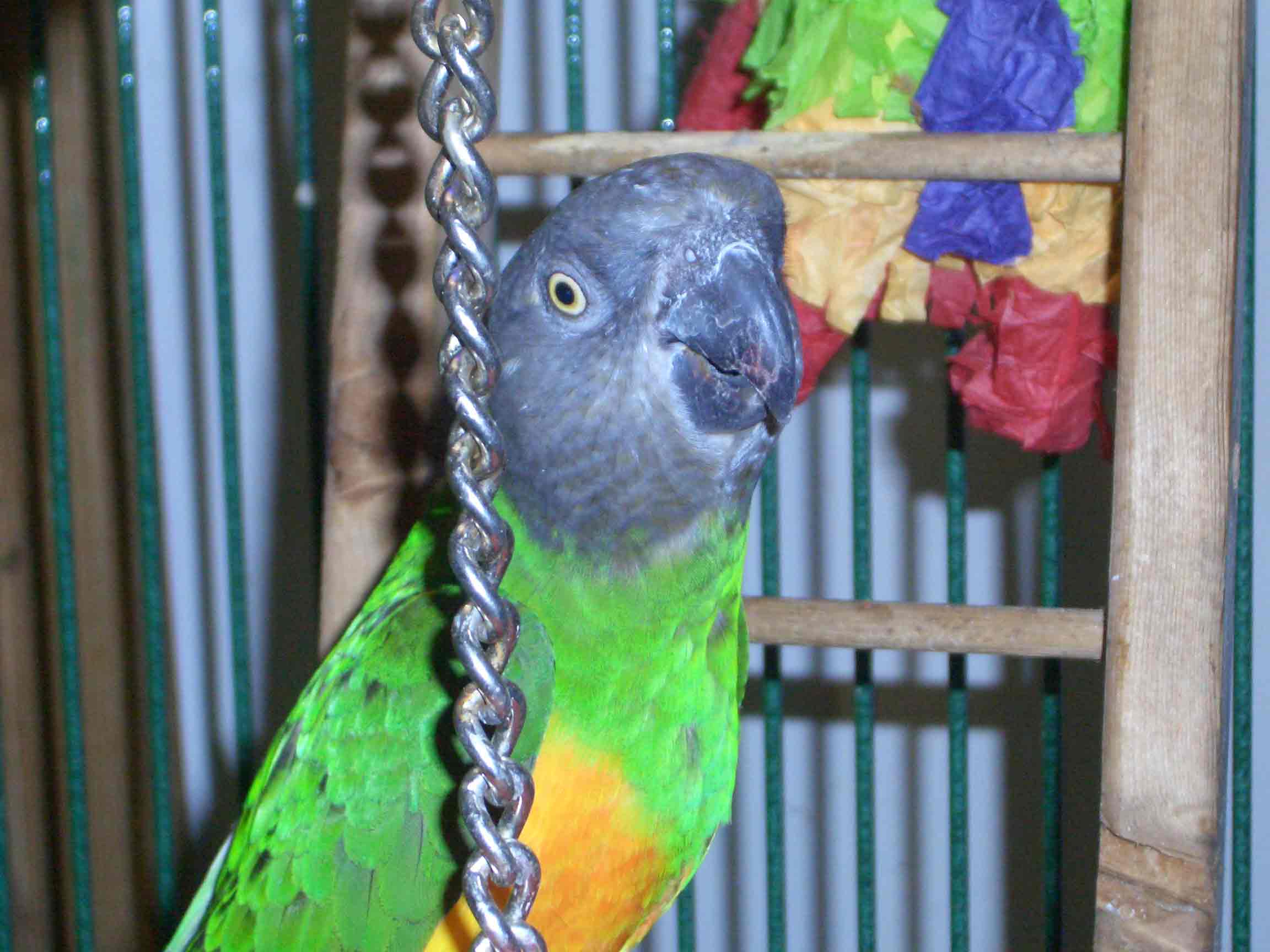 Bird.jpg