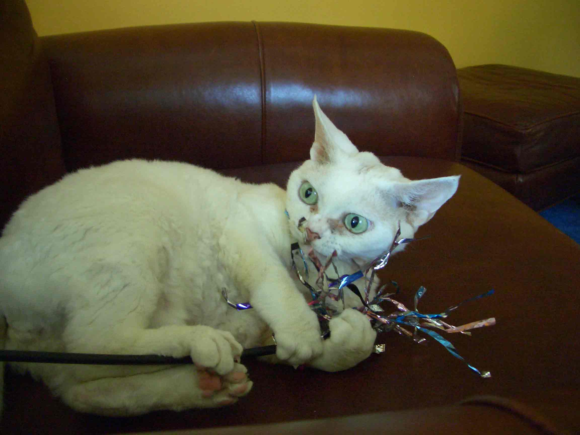 Evil-Kitty.jpg