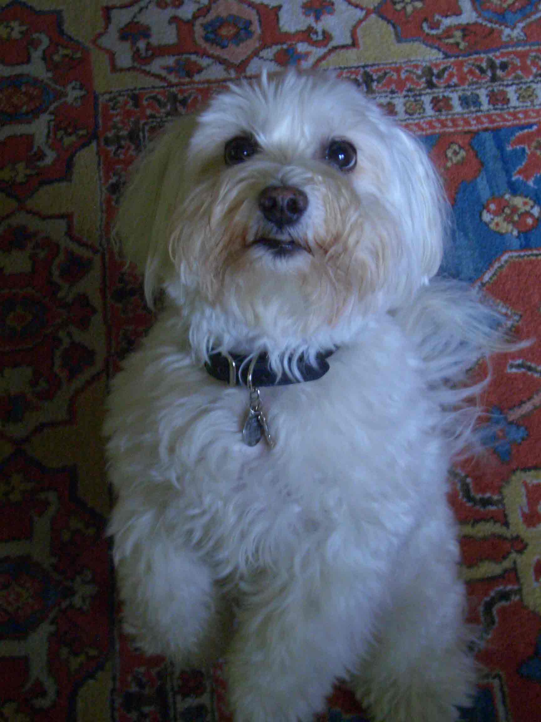 Lucy.jpg