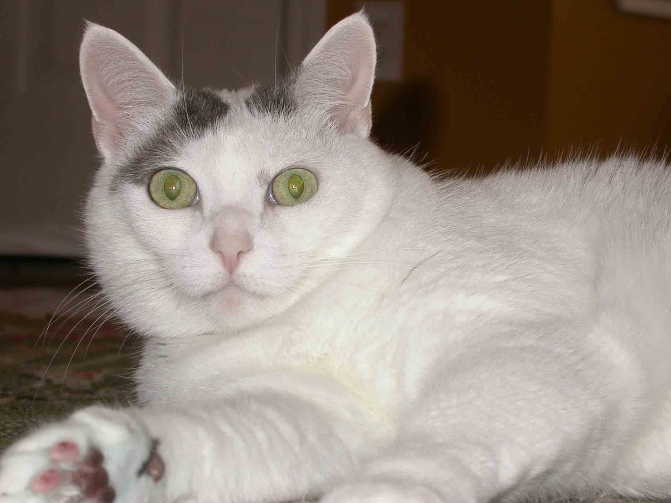 MissKitty2copy.jpg