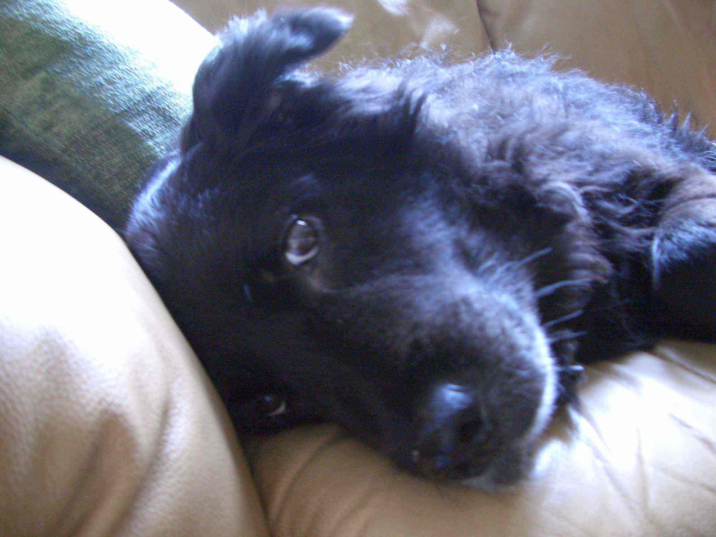 Puppy.jpg