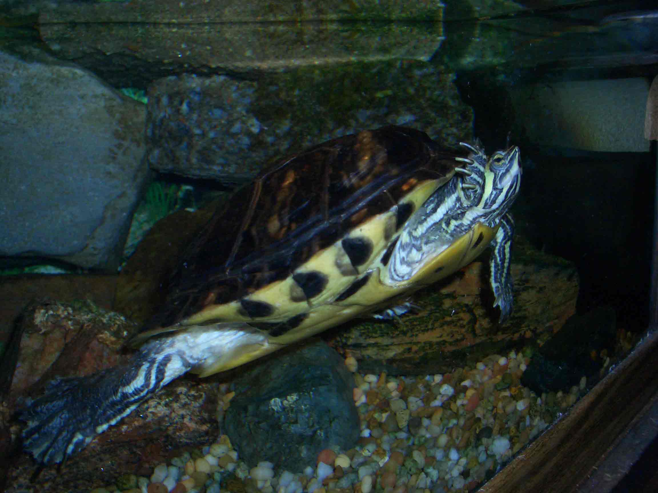 Turtle.jpg