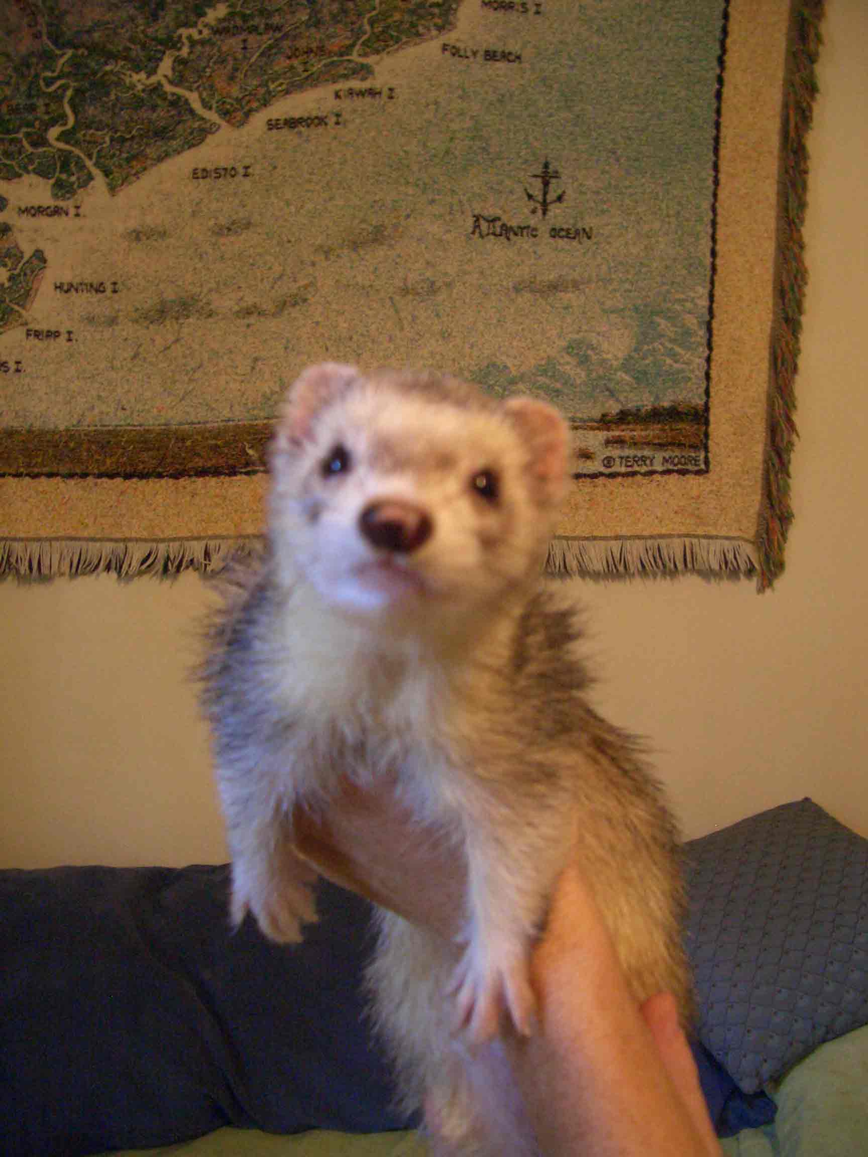 ferret.jpg
