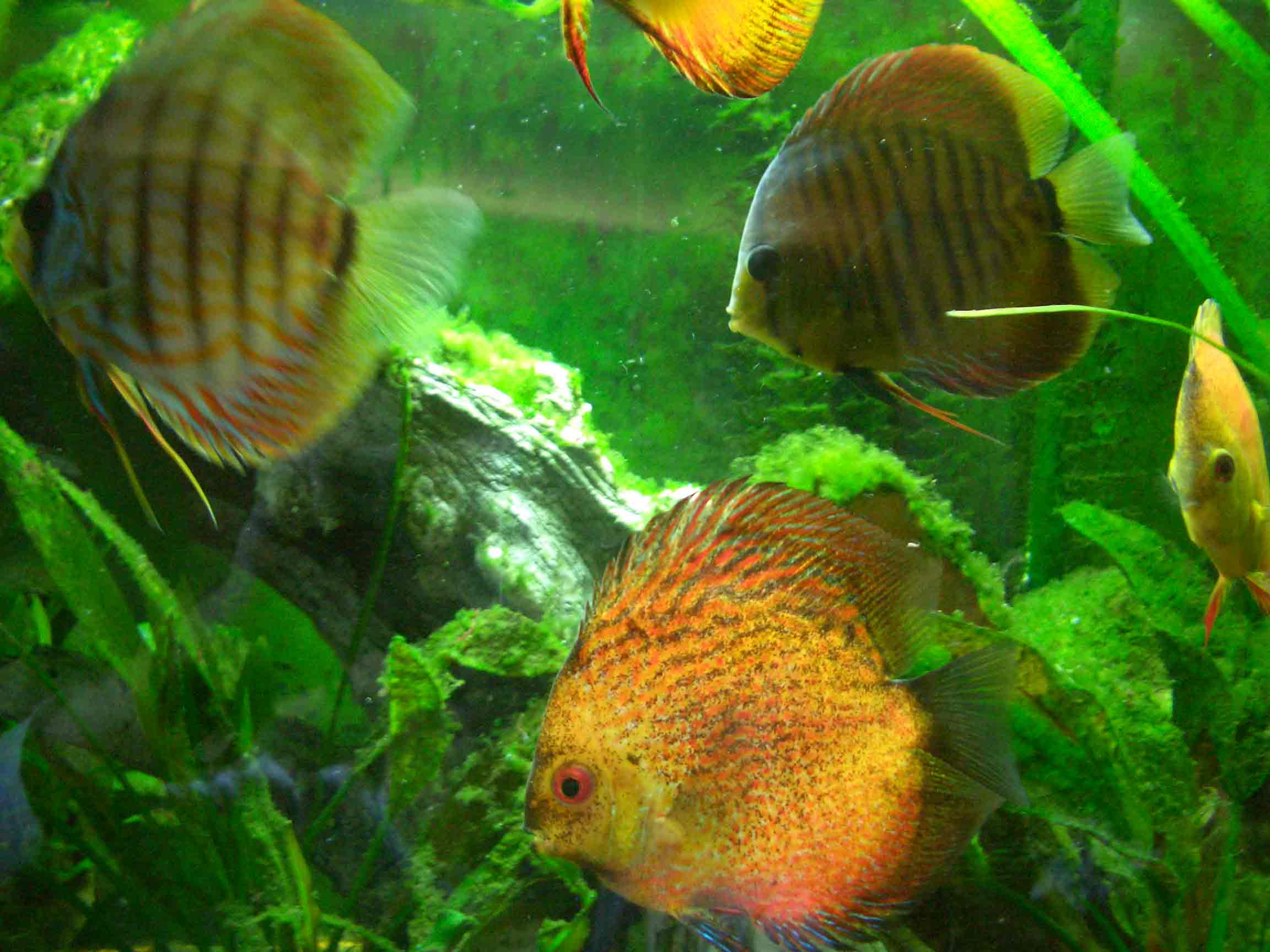 fish.jpg
